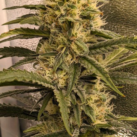 Sundae Driver 🍨🏁 (Royal Queen Seeds) growlog timeline photo