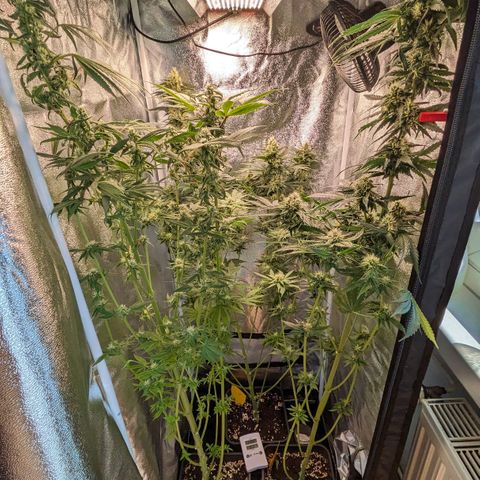 Sundae Driver 🍨🏁 (Royal Queen Seeds) growlog timeline photo