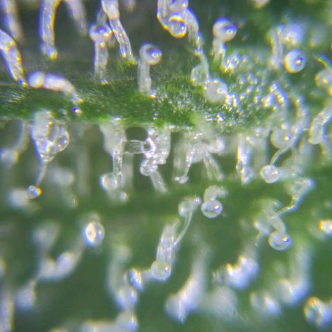 Sundae Driver 🍨🏁 (Royal Queen Seeds) growlog timeline photo