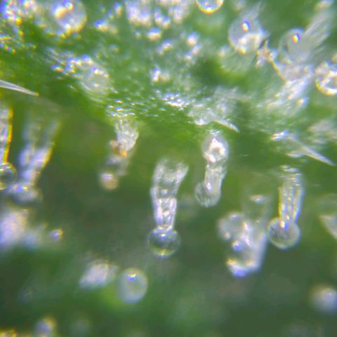 Sundae Driver 🍨🏁 (Royal Queen Seeds) growlog timeline photo
