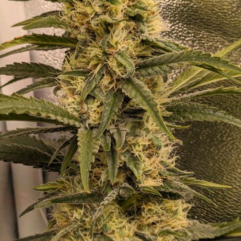 Sundae Driver 🍨🏁 (Royal Queen Seeds) growlog timeline photo