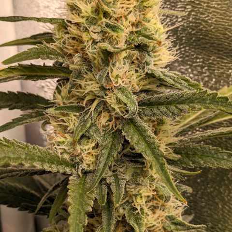 Sundae Driver 🍨🏁 (Royal Queen Seeds) growlog timeline photo