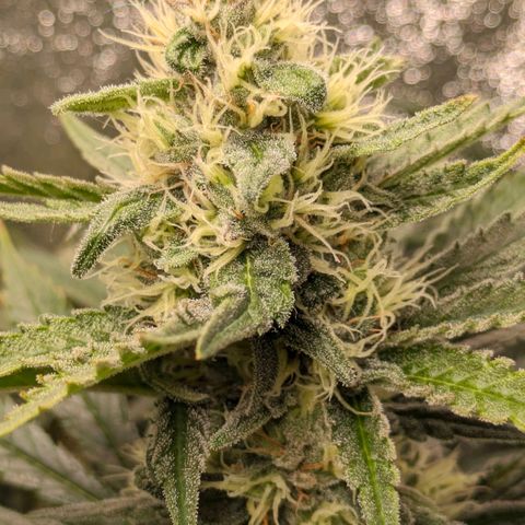Sundae Driver 🍨🏁 (Royal Queen Seeds) growlog timeline photo