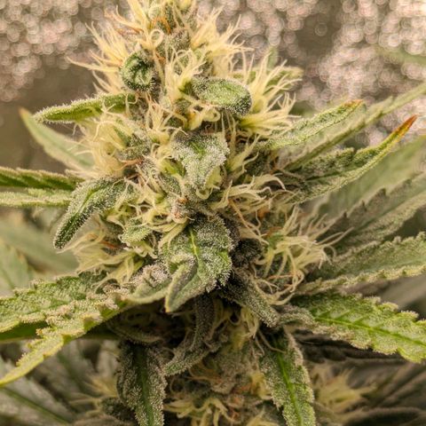 Sundae Driver 🍨🏁 (Royal Queen Seeds) growlog timeline photo