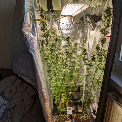 Sundae Driver 🍨🏁 (Royal Queen Seeds) growlog timeline photo