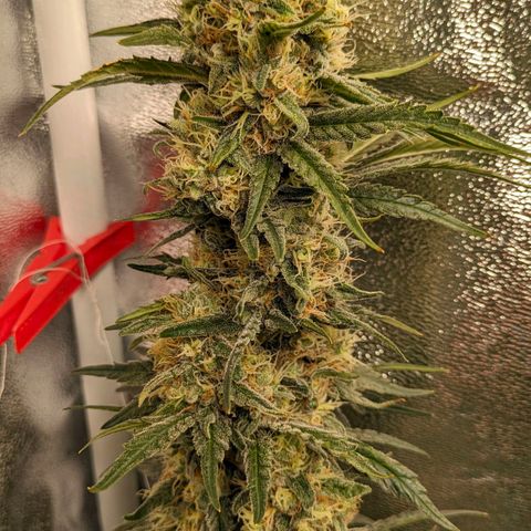 Sundae Driver 🍨🏁 (Royal Queen Seeds) growlog timeline photo