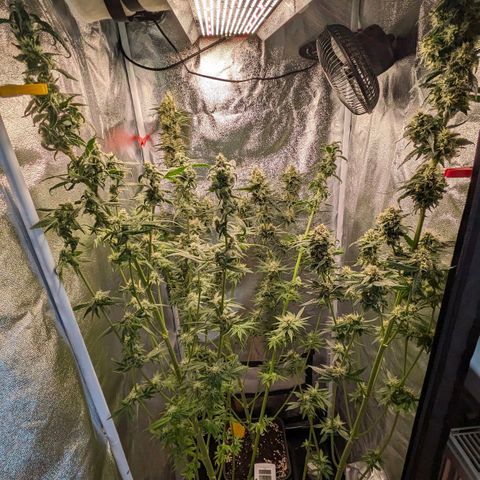 Sundae Driver 🍨🏁 (Royal Queen Seeds) growlog timeline photo