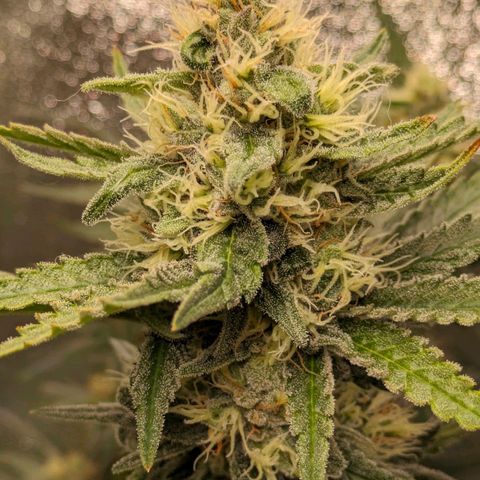 Sundae Driver 🍨🏁 (Royal Queen Seeds) growlog timeline photo
