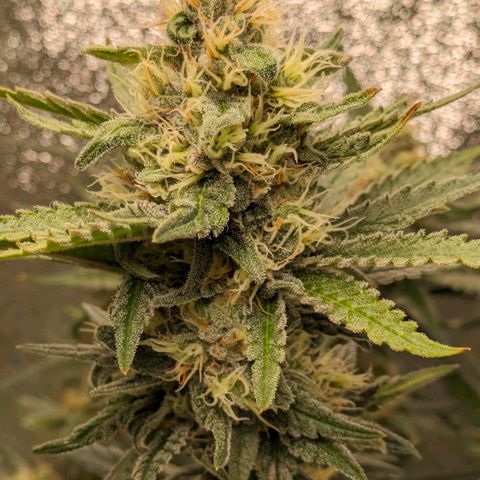 Sundae Driver 🍨🏁 (Royal Queen Seeds) growlog timeline photo