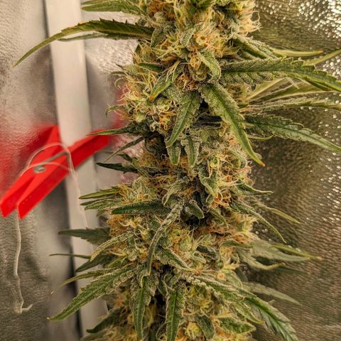 Sundae Driver 🍨🏁 (Royal Queen Seeds) growlog timeline photo