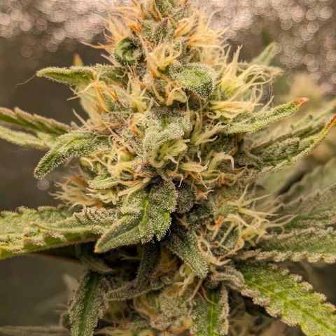 Sundae Driver 🍨🏁 (Royal Queen Seeds) growlog timeline photo