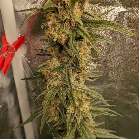 Sundae Driver 🍨🏁 (Royal Queen Seeds) growlog timeline photo