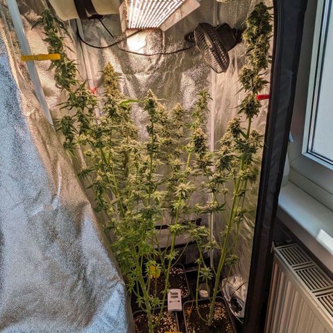 Sundae Driver 🍨🏁 (Royal Queen Seeds) growlog timeline photo