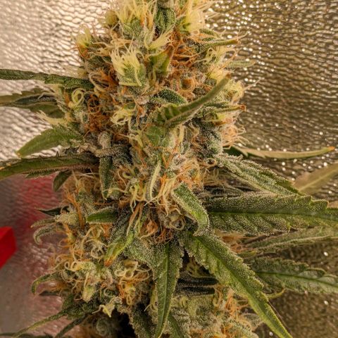 Sundae Driver 🍨🏁 (Royal Queen Seeds) growlog timeline photo