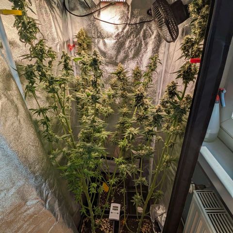 Sundae Driver 🍨🏁 (Royal Queen Seeds) growlog timeline photo