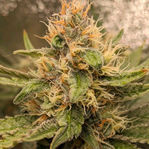 Sundae Driver 🍨🏁 (Royal Queen Seeds) growlog timeline photo