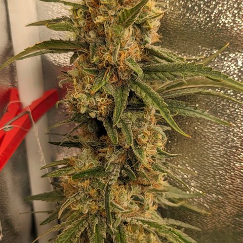 Sundae Driver 🍨🏁 (Royal Queen Seeds) growlog timeline photo