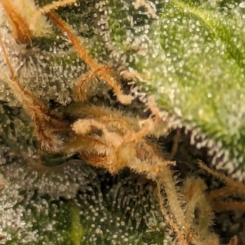 Sundae Driver 🍨🏁 (Royal Queen Seeds) growlog timeline photo
