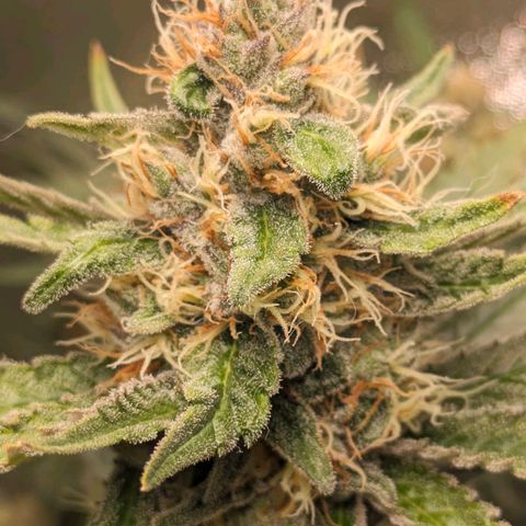 Sundae Driver 🍨🏁 (Royal Queen Seeds) growlog timeline photo