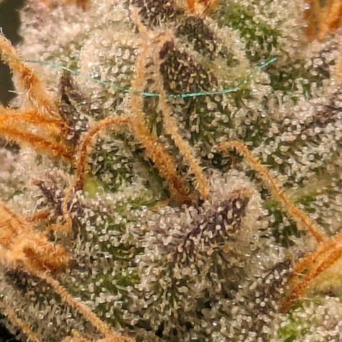 Sundae Driver 🍨🏁 (Royal Queen Seeds) growlog timeline photo