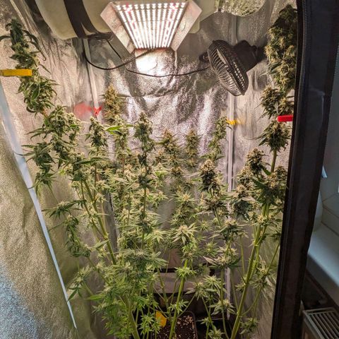 Sundae Driver 🍨🏁 (Royal Queen Seeds) growlog timeline photo