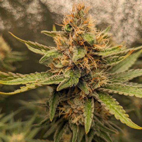 Sundae Driver 🍨🏁 (Royal Queen Seeds) growlog timeline photo