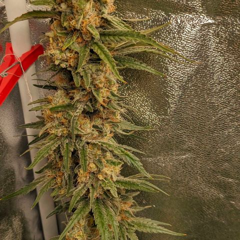 Sundae Driver 🍨🏁 (Royal Queen Seeds) growlog timeline photo