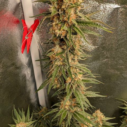 Sundae Driver 🍨🏁 (Royal Queen Seeds) growlog timeline photo