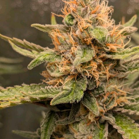 Sundae Driver 🍨🏁 (Royal Queen Seeds) growlog timeline photo