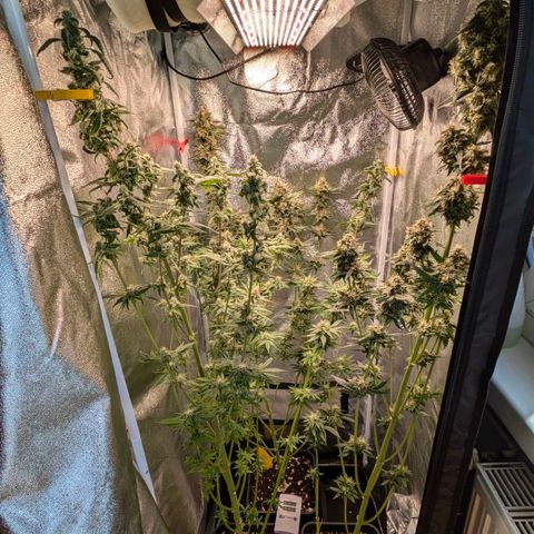 Sundae Driver 🍨🏁 (Royal Queen Seeds) growlog timeline photo