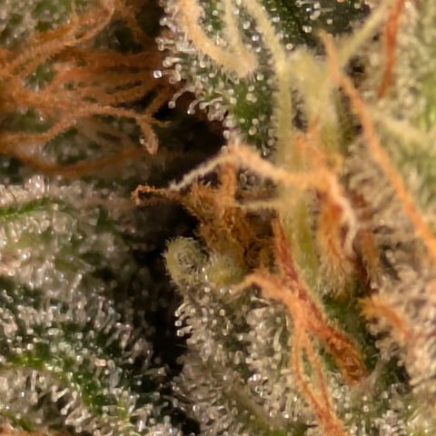Sundae Driver 🍨🏁 (Royal Queen Seeds) growlog timeline photo