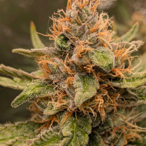 Sundae Driver 🍨🏁 (Royal Queen Seeds) growlog timeline photo