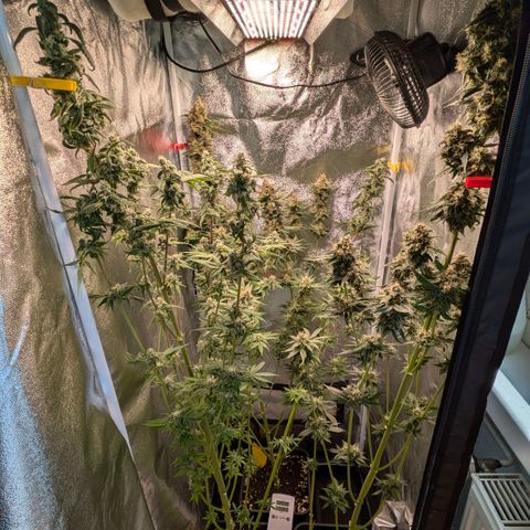 Sundae Driver 🍨🏁 (Royal Queen Seeds) growlog timeline photo