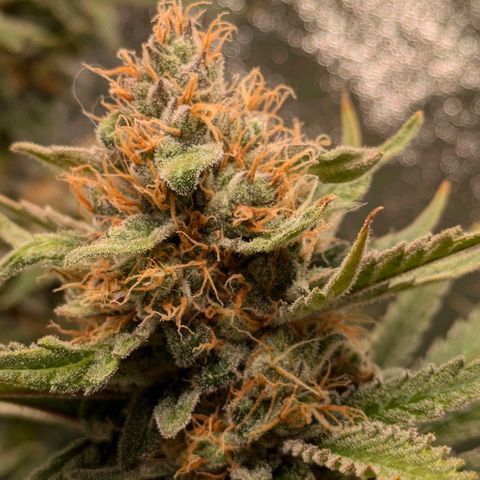 Sundae Driver 🍨🏁 (Royal Queen Seeds) growlog timeline photo