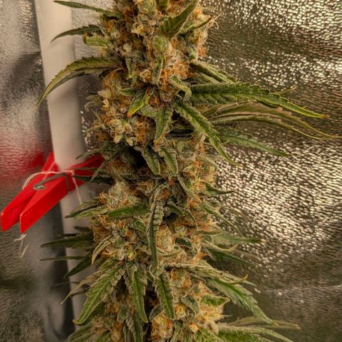 Sundae Driver 🍨🏁 (Royal Queen Seeds) growlog timeline photo