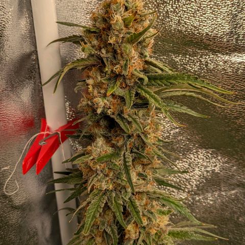 Sundae Driver 🍨🏁 (Royal Queen Seeds) growlog timeline photo