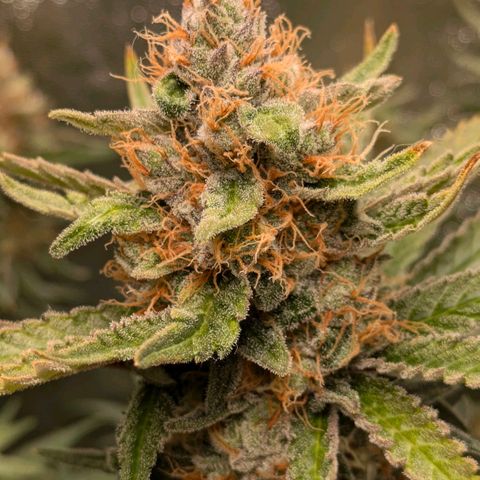 Sundae Driver 🍨🏁 (Royal Queen Seeds) growlog timeline photo