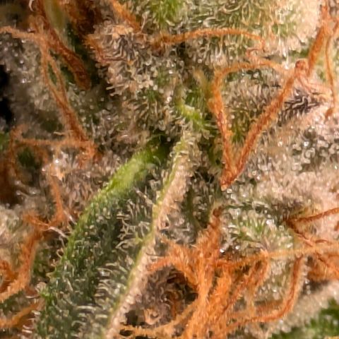 Sundae Driver 🍨🏁 (Royal Queen Seeds) growlog timeline photo