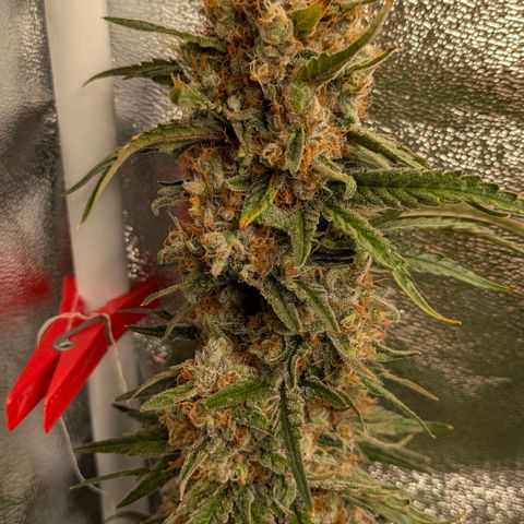 Sundae Driver 🍨🏁 (Royal Queen Seeds) growlog timeline photo