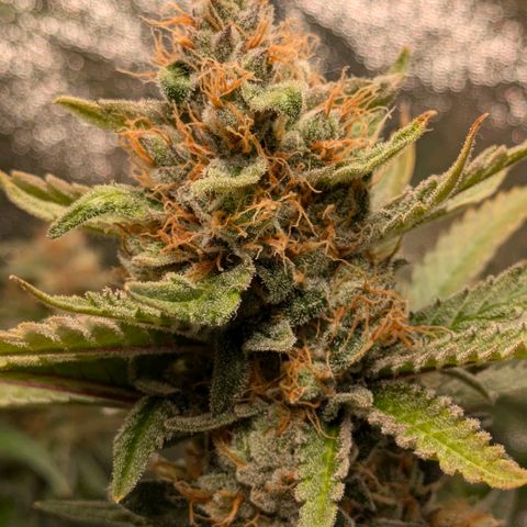 Sundae Driver 🍨🏁 (Royal Queen Seeds) growlog timeline photo