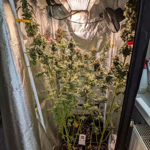 Sundae Driver 🍨🏁 (Royal Queen Seeds) growlog timeline photo