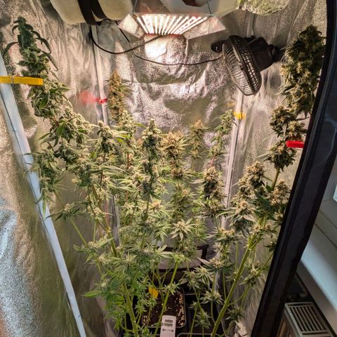 Sundae Driver 🍨🏁 (Royal Queen Seeds) growlog timeline photo