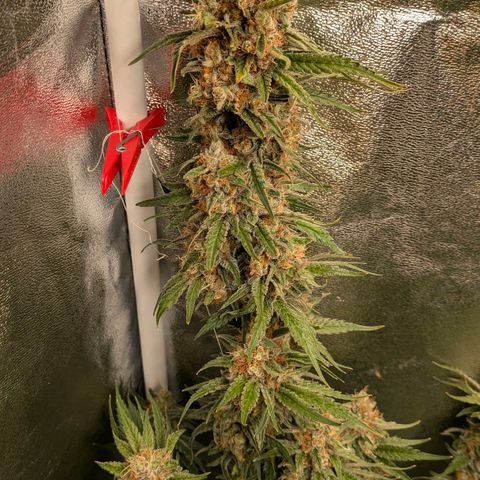 Sundae Driver 🍨🏁 (Royal Queen Seeds) growlog timeline photo