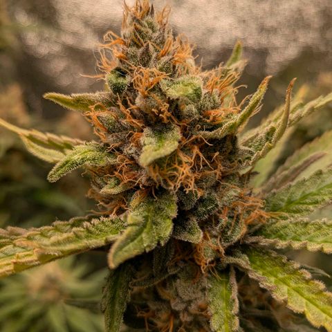 Sundae Driver 🍨🏁 (Royal Queen Seeds) growlog timeline photo