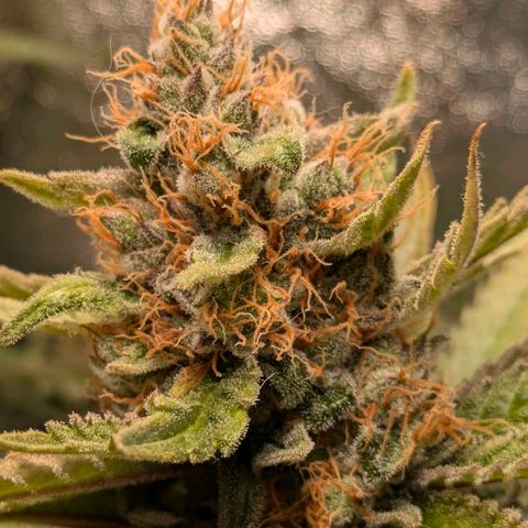 Sundae Driver 🍨🏁 (Royal Queen Seeds) growlog timeline photo