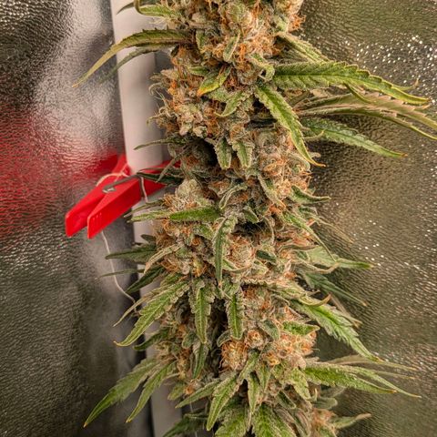 Sundae Driver 🍨🏁 (Royal Queen Seeds) growlog timeline photo