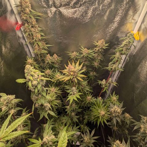 Sundae Driver 🍨🏁 (Royal Queen Seeds) growlog timeline photo