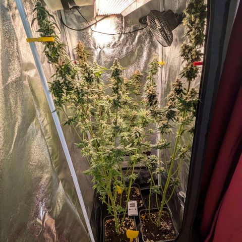 Sundae Driver 🍨🏁 (Royal Queen Seeds) growlog timeline photo