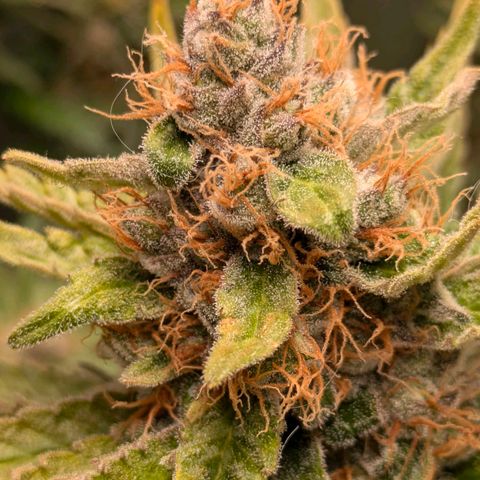 Sundae Driver 🍨🏁 (Royal Queen Seeds) growlog timeline photo