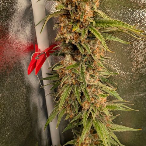 Sundae Driver 🍨🏁 (Royal Queen Seeds) growlog timeline photo